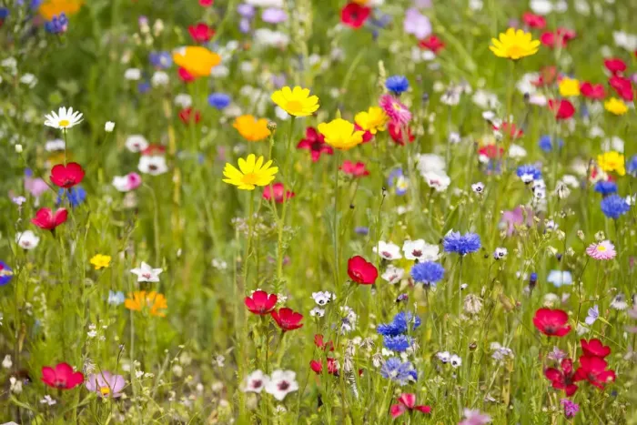 Framed Print : Colorful flower meadow, Lower Saxony, Germany Framed Print : Colorful flower meadow, Lower Saxony, Germany