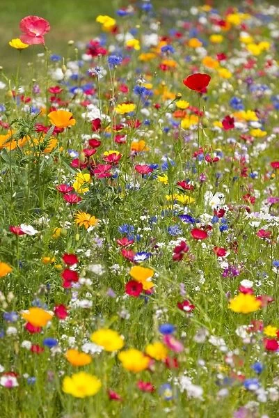 Colorful flower meadow, Lower Saxony, Germany