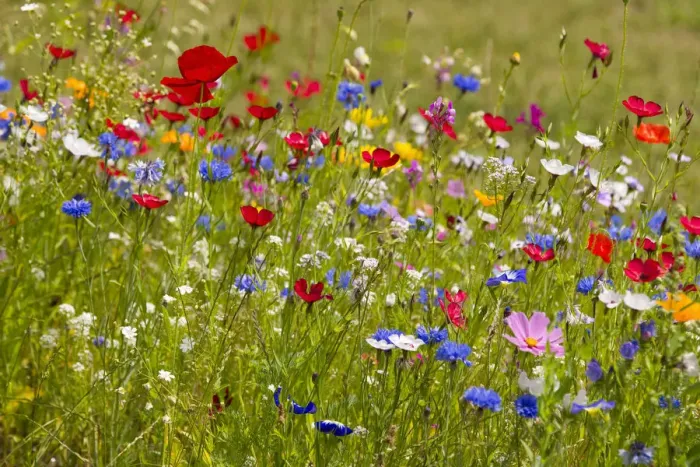 Framed Print : Colorful flower meadow, Lower Saxony, Germany Framed Print : Colorful flower meadow, Lower Saxony, Germany