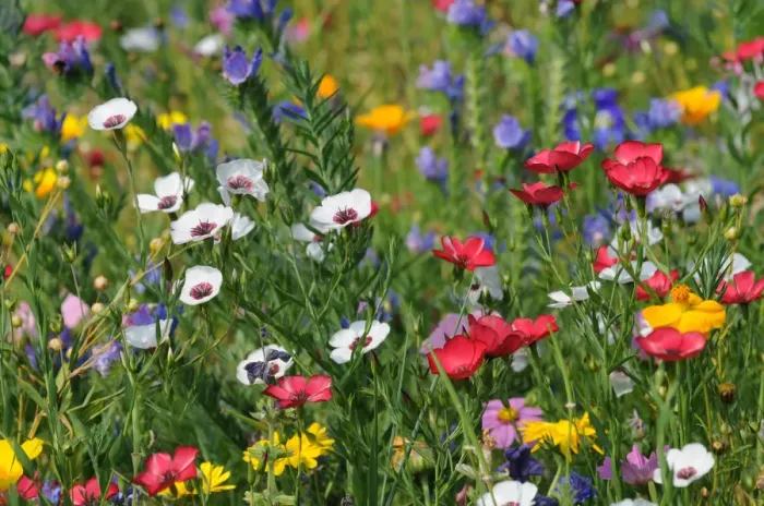 Framed Print : Colorful flower meadow in summer Framed Print : Colorful flower meadow in summer
