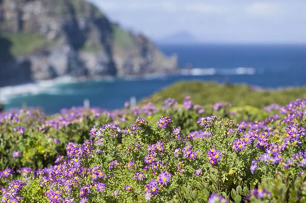 Colorful flowers blooming at Cape Point, Table Mountain National Park, Cape Town, Western Cape Province, South Africa