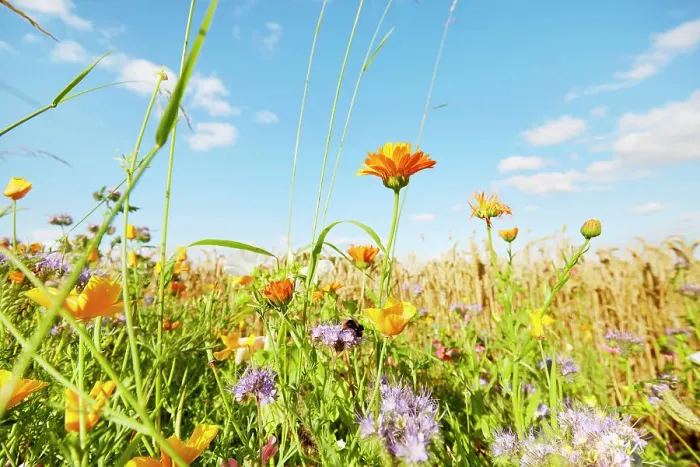 Framed Print : Colorful flowers at the edge of a field against sky in summer, rural scene Framed Print : Colorful flowers at the edge of a field against sky in summer, rural scene