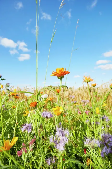 Framed Print : Colorful flowers at the edge of a field against sky in summer, rural scene Framed Print : Colorful flowers at the edge of a field against sky in summer, rural scene