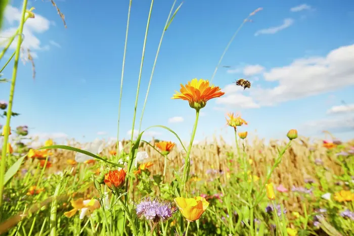 Framed Print : Colorful flowers and flying bumblebee at the edge of a field against sky in summer, rural scene Framed Print : Colorful flowers and flying bumblebee at the edge of a field against sky in summer, rural scene
