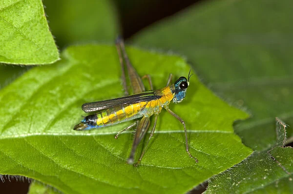 Colorful grasshopper -Eumastax vittata napoana-, Tiputini rainforest, Yasuni National Park, Ecuador, South America