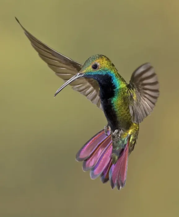 Framed Print : Colorful Humming bird Framed Print : Colorful Humming bird