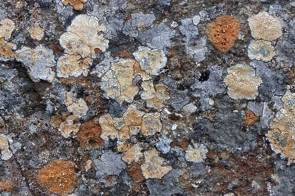 Colorful lichen on a stone, Iceland