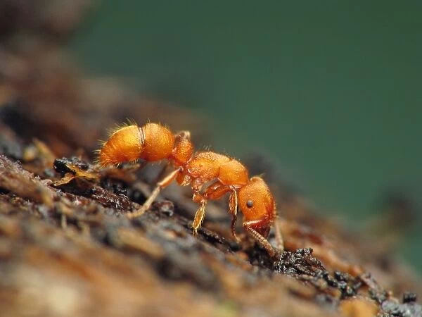 Colorful predator ant (Heteroponera flava)