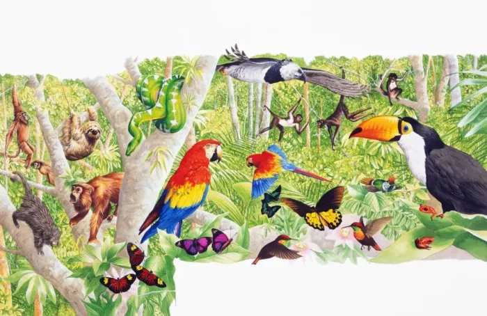 Framed Print : Colorful selection of tropical animals, birds, and insects Framed Print : Colorful selection of tropical animals, birds, and insects