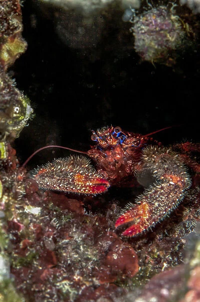 Colorful squat lobster -Galathea strigosa-, Mediterranean Sea, Croatia