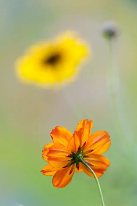 Framed Print : Colorful summer flowers, Hesse, Germany Framed Print : Colorful summer flowers, Hesse, Germany