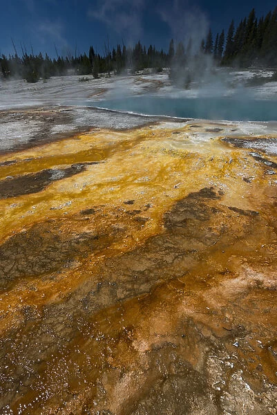 Colorful thermophile design run-off from Black Pool, West Thumb Geyser Area, Yellowstone National Park, Wyoming, USA