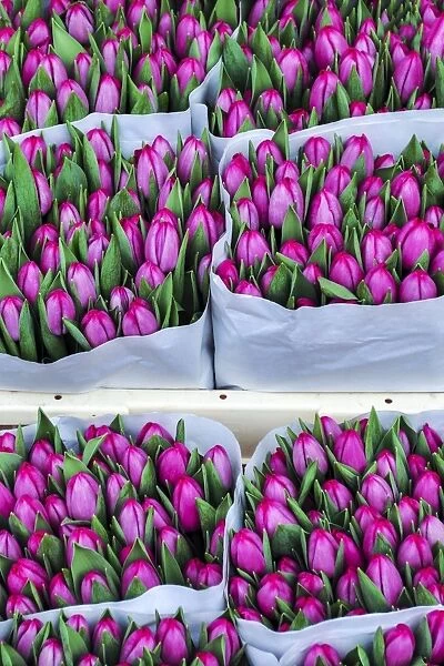The Colorful Tulips of Holland