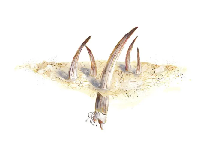 Framed Print : colour, cream coloured, mollusc, nobody, plain background, scaphopod, tooth shell Framed Print : colour, cream coloured, mollusc, nobody, plain background, scaphopod, tooth shell
