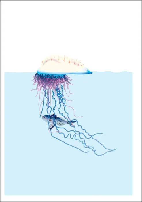 Framed Print : colour, floating, nobody, portuguese man o war, sealife Framed Print : colour, floating, nobody, portuguese man o war, sealife