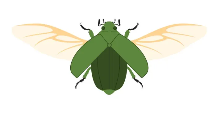 Framed Print : colour, green, nobody, wildlife Framed Print : colour, green, nobody, wildlife