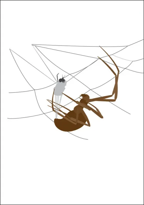 Framed Print : colour, grey, nobody, wildlife Framed Print : colour, grey, nobody, wildlife