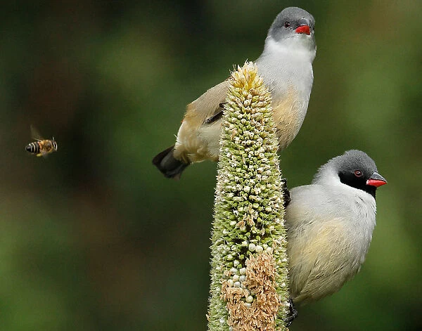 colour image, wildlife, kirstenbosch national botanical garden, small bird, african