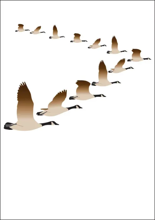 Framed Print : colour, mid air, nobody, wildlife