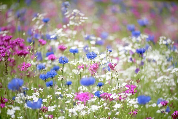 A colourful and bright summer flower meadow in soft sunshine