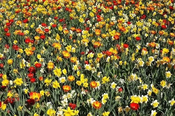 Colourful flower bed with tulips -Tulipa- and daffodils -Narcissus-, Nuremberg, Middle Franconia, Bavaria, Germany