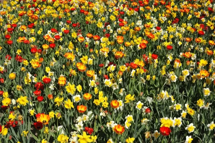 Framed Print : Colourful flower bed with tulips -Tulipa- and daffodils -Narcissus-, Nuremberg, Middle Franconia, Bavaria, Germany Framed Print : Colourful flower bed with tulips -Tulipa- and daffodils -Narcissus-, Nuremberg, Middle Franconia, Bavaria, Germany