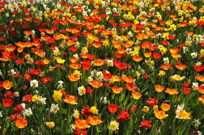 Framed Print : Colourful flower bed with tulips -Tulipa- and daffodils -Narcissus-, backlit, Nuremberg, Middle Franconia, Bavaria, Germany Framed Print : Colourful flower bed with tulips -Tulipa- and daffodils -Narcissus-, backlit, Nuremberg, Middle Franconia, Bavaria, Germany
