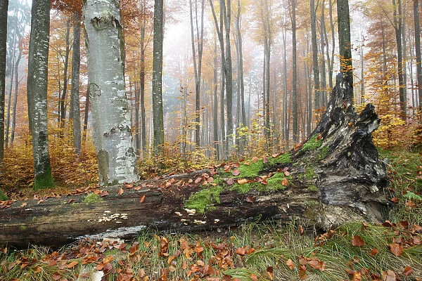 Colourful forest in autumn with beeches -Fagus sylvatica-, Unterallgaeu, Allgaeu, Bavaria, Germany, Europe