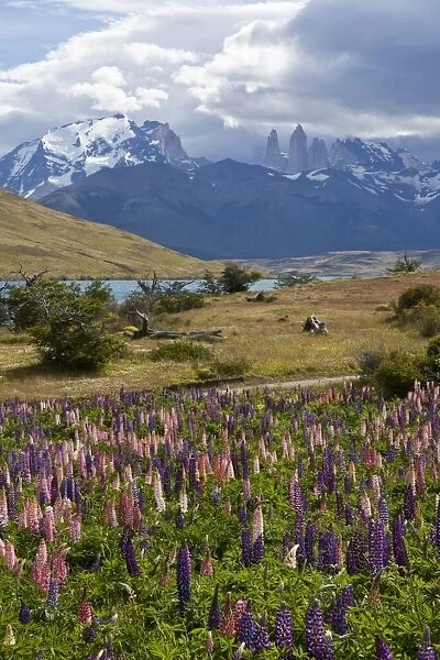 Colourful lupine field -Lupinus- with views of the peaks of the granite mountains of the Torres del Paine National Park, Magallanes Region, Patagonia, Chile, South America, Latin America, America