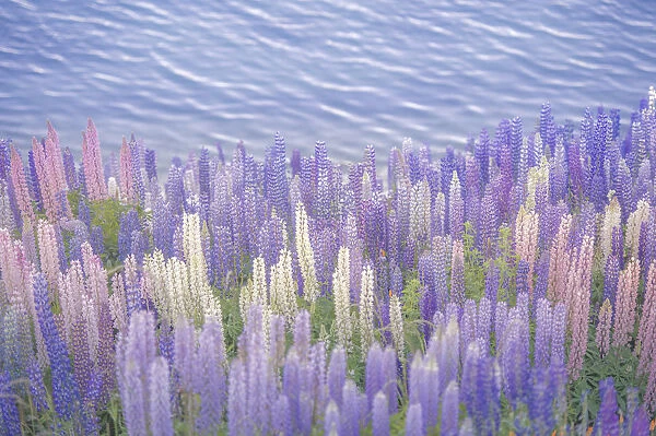 Colourful Lupines near the water