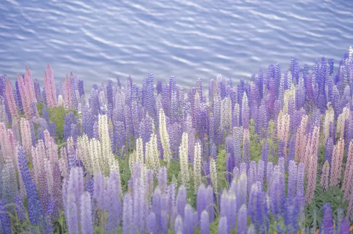 Framed Print : Colourful Lupines near the water Framed Print : Colourful Lupines near the water