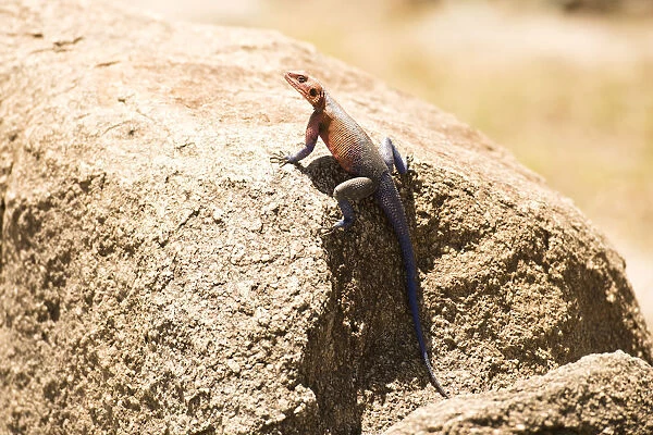 Colourful male Rock Agama (Agama agama) lizard perched on rock, Serengeti National Park