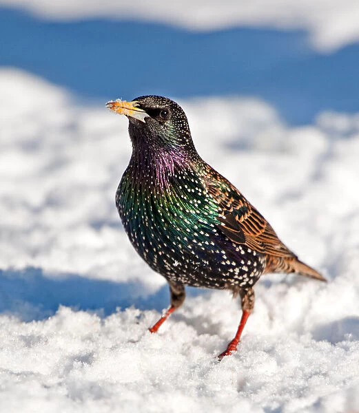 Colourful starling in the snow