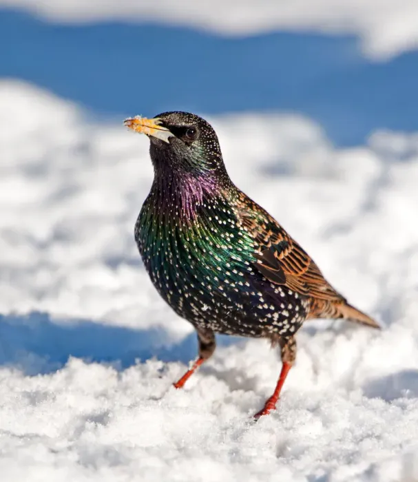 Framed Print : Colourful starling in the snow