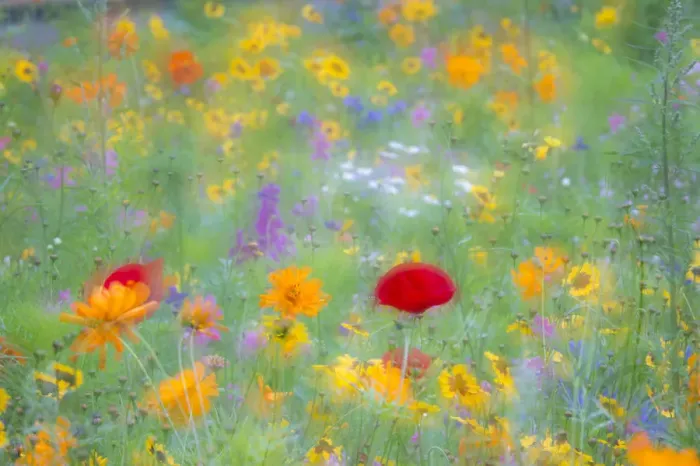 Framed Print : Colourful summer flower meadow, Hesse, Germany Framed Print : Colourful summer flower meadow, Hesse, Germany