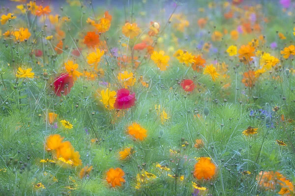 Colourful summer flower meadow, Hesse, Germany