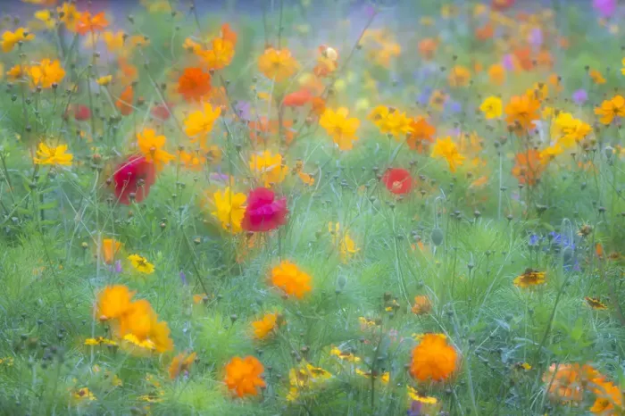 Framed Print : Colourful summer flower meadow, Hesse, Germany Framed Print : Colourful summer flower meadow, Hesse, Germany