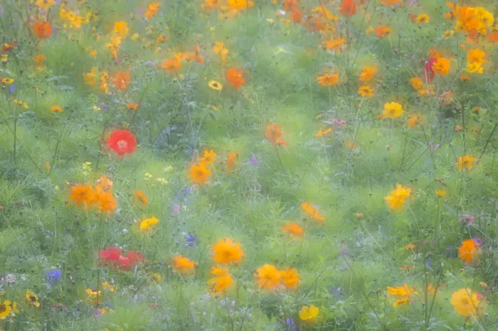 Framed Print : Colourful summer flower meadow, Hesse, Germany