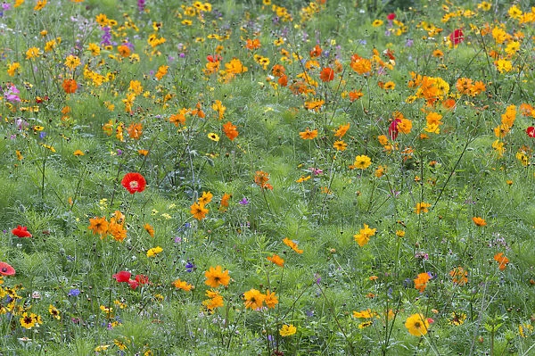 Colourful summer flower meadow, Hesse, Germany