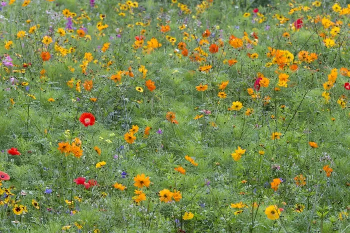 Framed Print : Colourful summer flower meadow, Hesse, Germany Framed Print : Colourful summer flower meadow, Hesse, Germany
