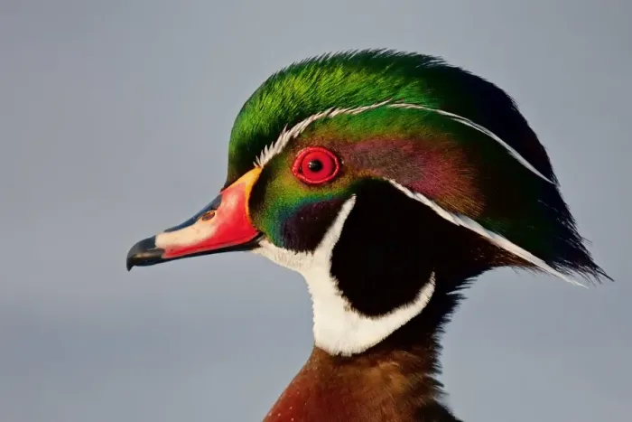 Framed Print : Colours of a Wood duck Framed Print : Colours of a Wood duck