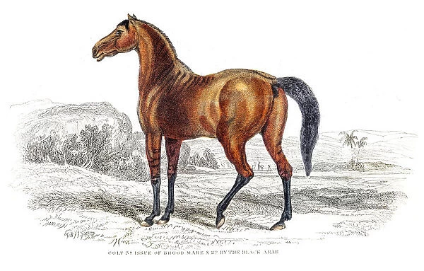 Colt of brood mare engraving 1841