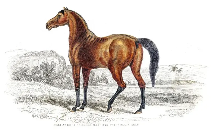 Framed Print : Colt of brood mare engraving 1841 Framed Print : Colt of brood mare engraving 1841