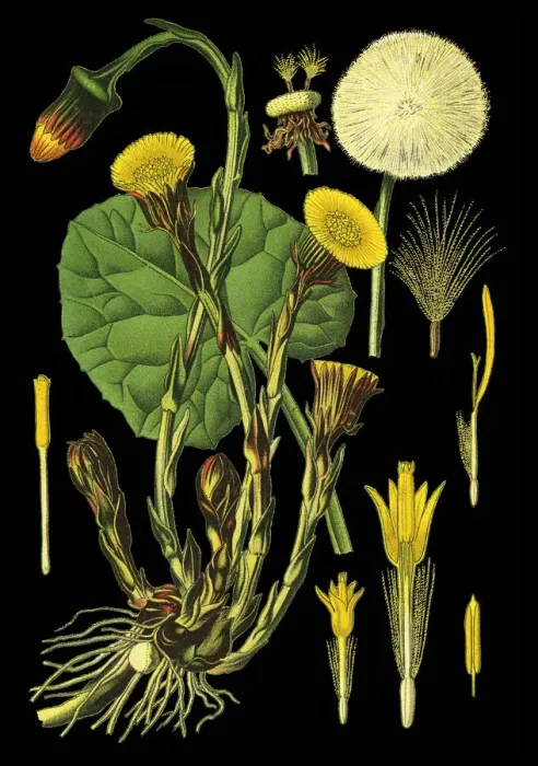 Framed Print : coltsfoot, foalfoot Framed Print : coltsfoot, foalfoot