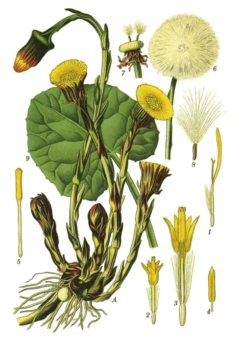 Framed Print : coltsfoot, foalfoot Framed Print : coltsfoot, foalfoot