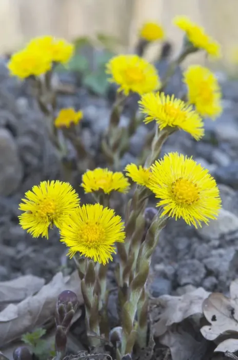 Framed Print : Coltsfoot -Tussilago farfara- Framed Print : Coltsfoot -Tussilago farfara-