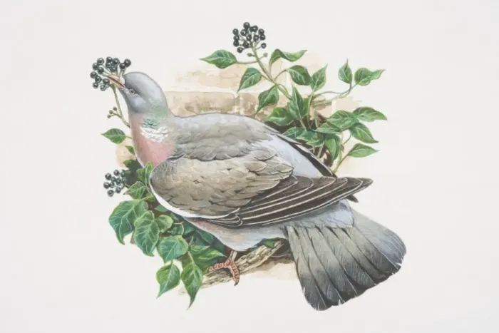Framed Print : Columba palumbus, Woodpigeon, illustration of grey bird with white neck and white wing patches, perched on branch eating berries