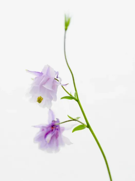 Framed Print : columbine flowers Framed Print : columbine flowers