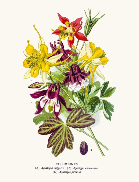 Framed Print : Columbine flowers Framed Print : Columbine flowers