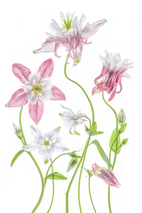 Framed Print : Columbine flowers Framed Print : Columbine flowers